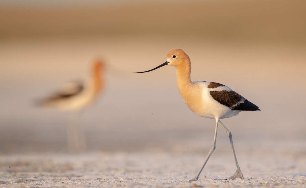 American Avocet - ML307635111