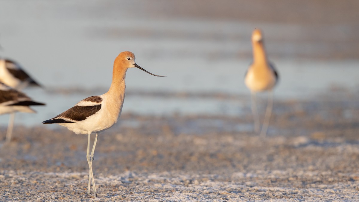 American Avocet - ML307635121