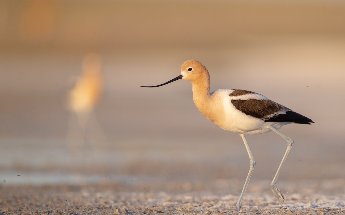 American Avocet - Ian Davies