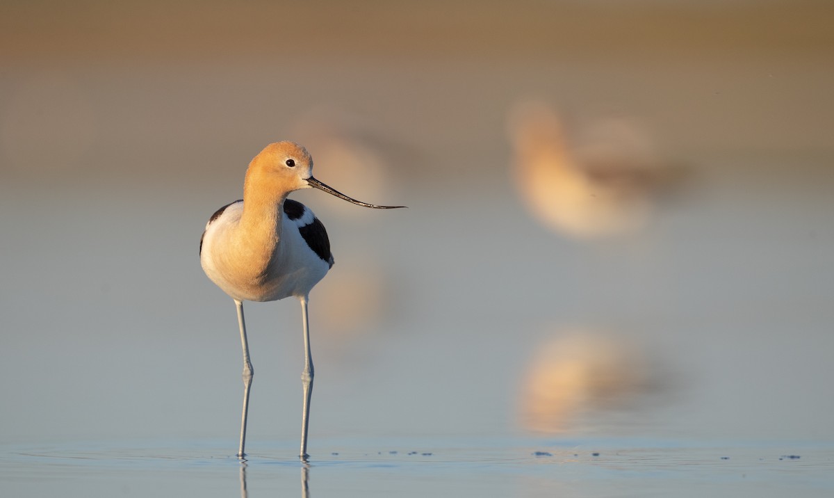 American Avocet - ML307635181