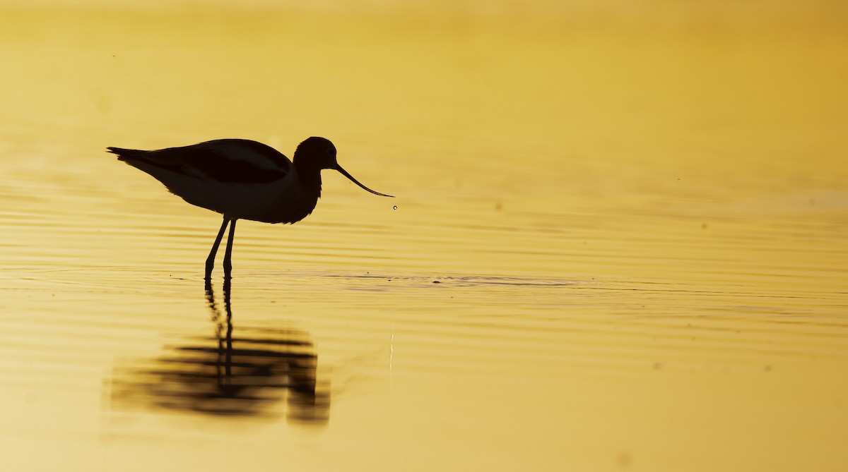 American Avocet - ML307635191