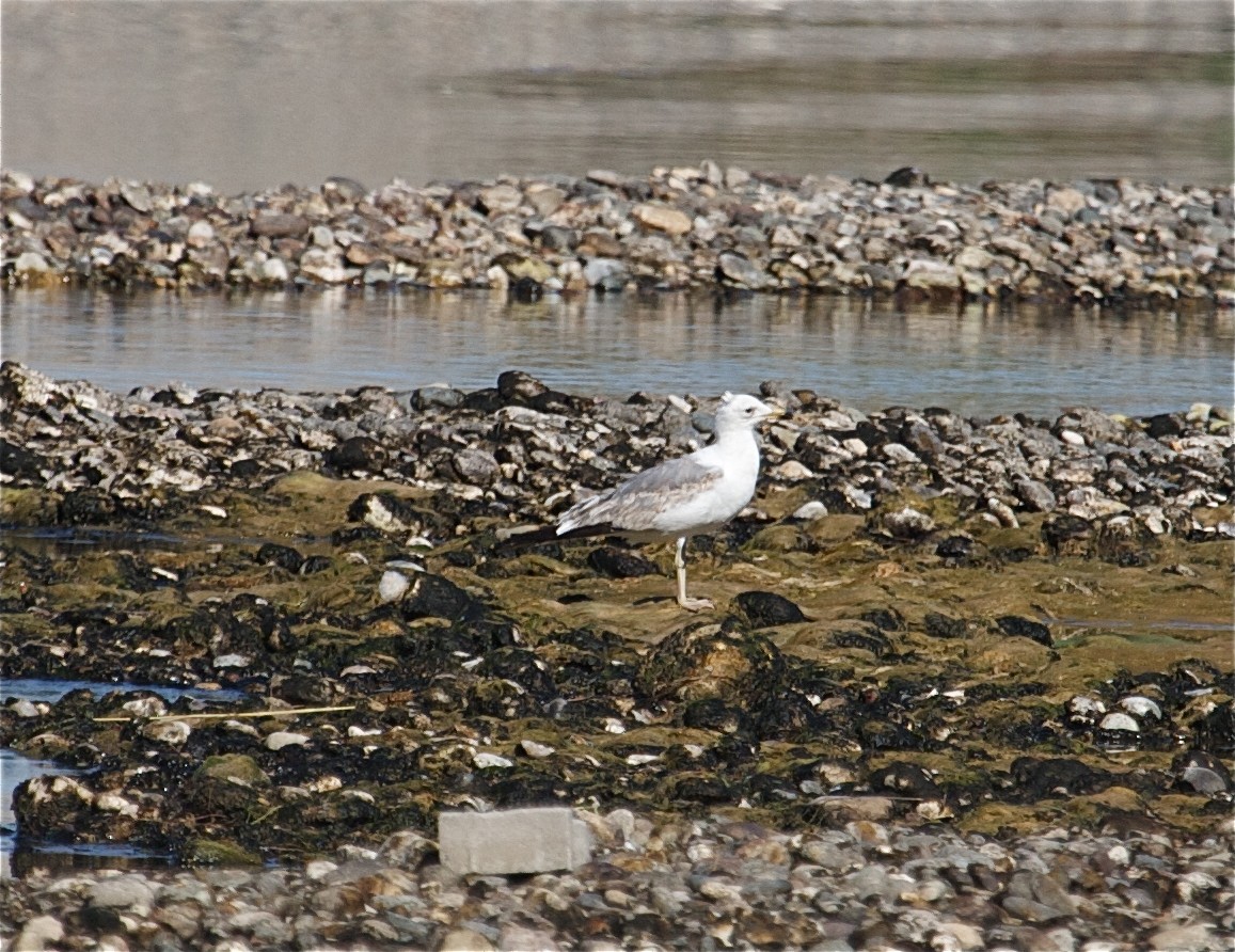 Caspian/Yellow-legged/Armenian Gull - Karl Overman