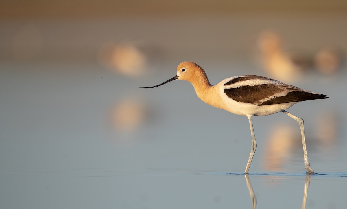 American Avocet - ML307635271