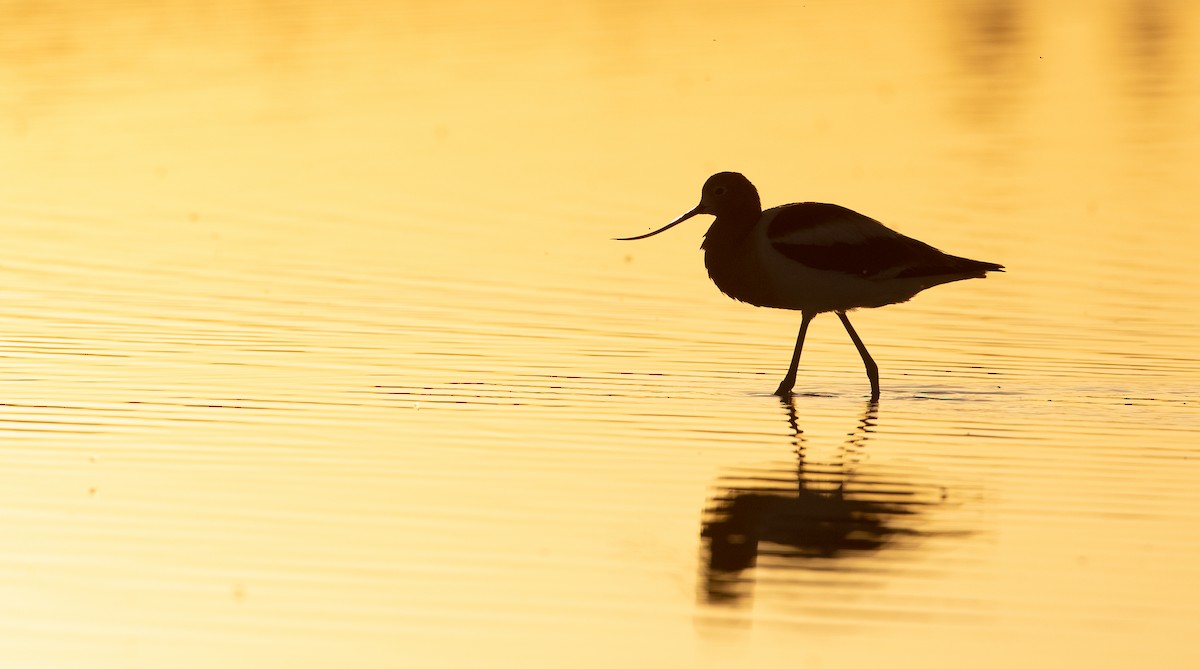 American Avocet - Ian Davies