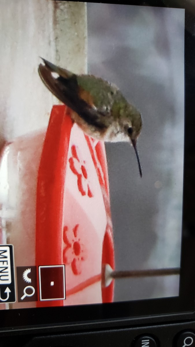 Rufous Hummingbird - ML307635741