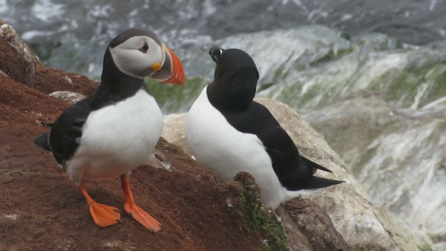 Atlantic Puffin - ML307635801