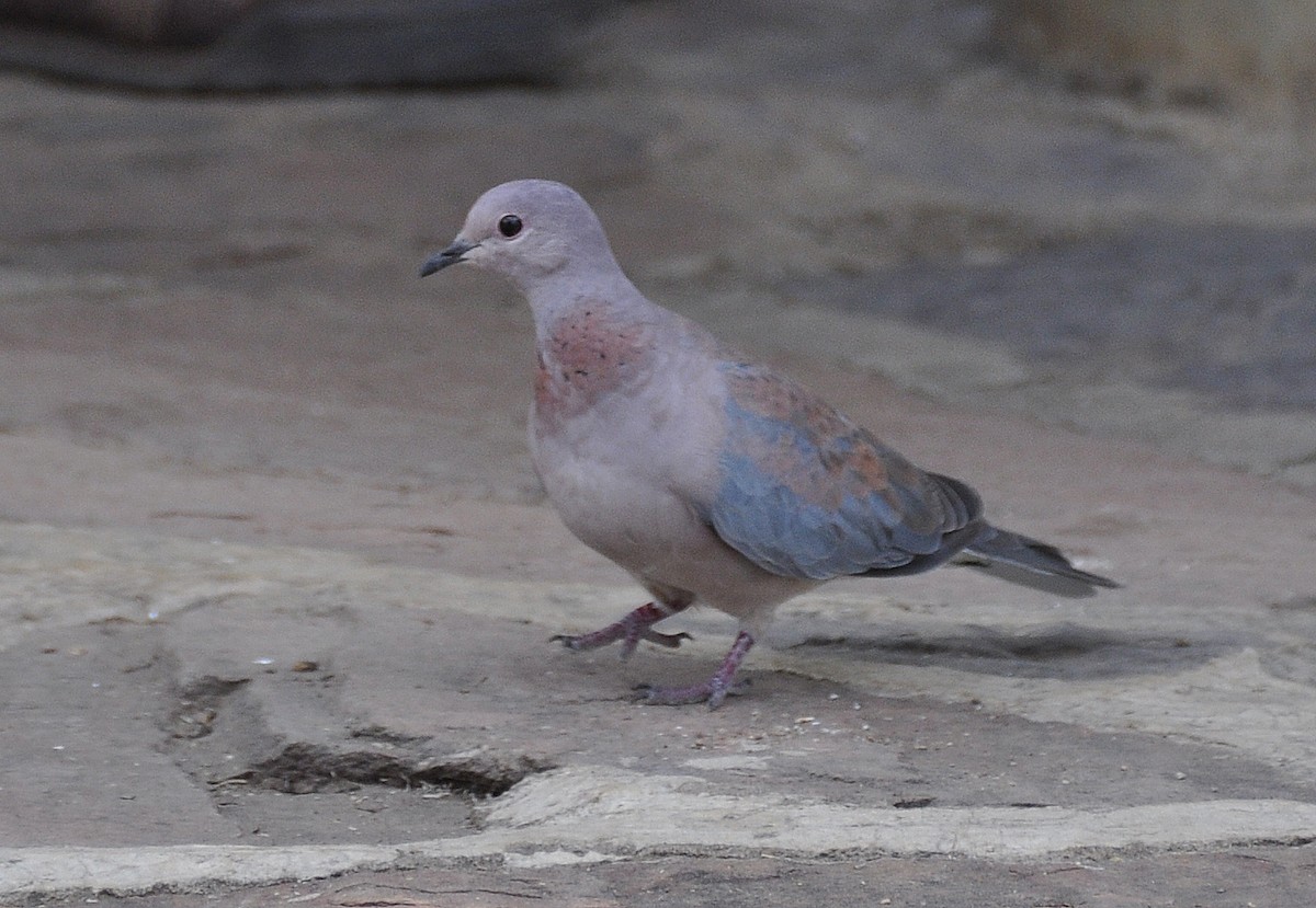 Laughing Dove - ML307636711
