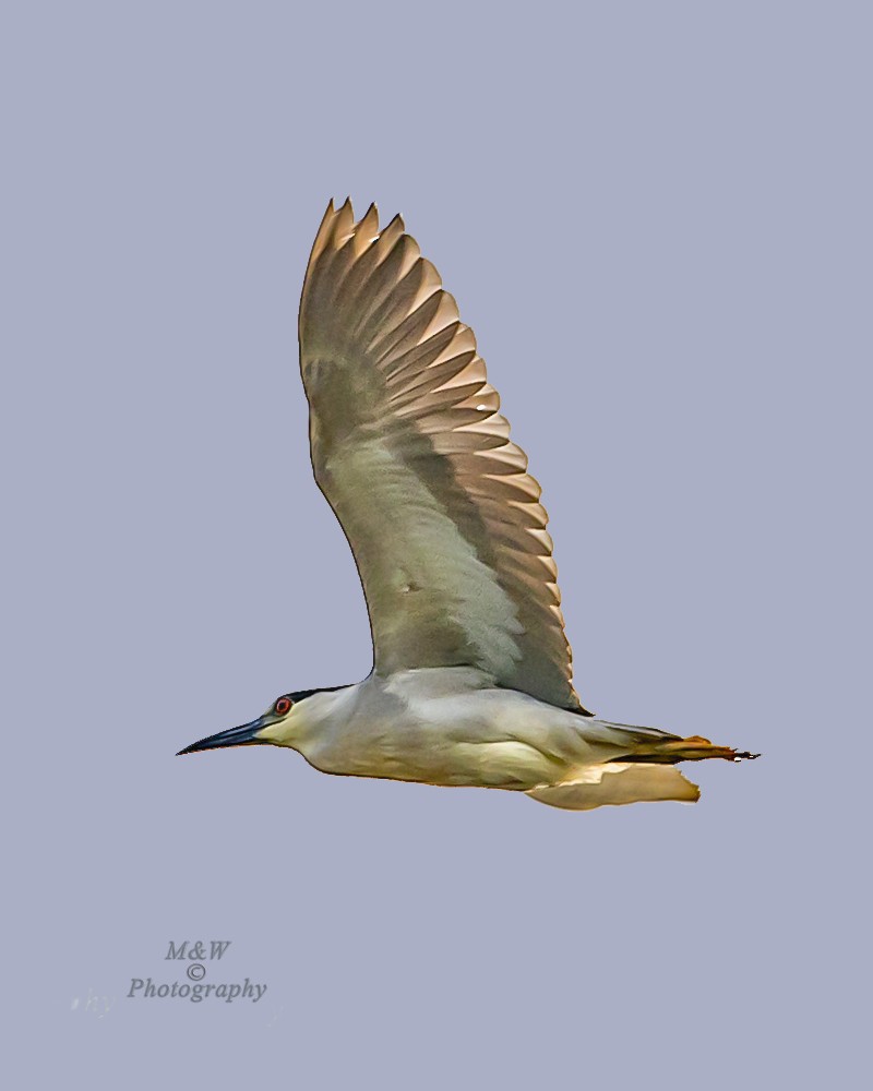 Black-crowned Night Heron - ML30763801