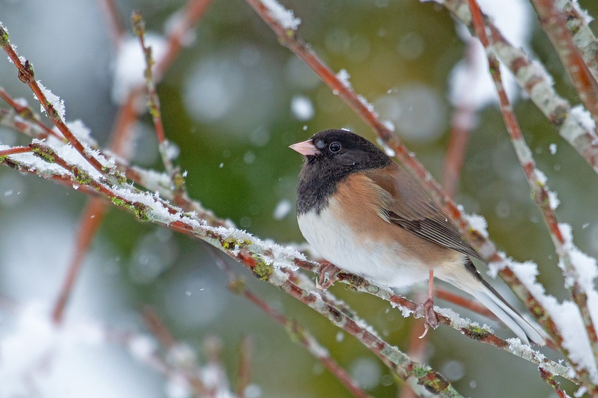 Dark-eyed Junco - ML307639961