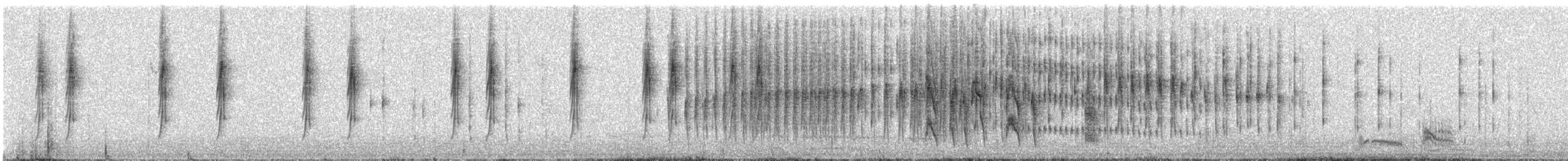 Strichelbrust-Dickichtschlüpfer (unbeschriebene La Libertad-Form) - ML307646