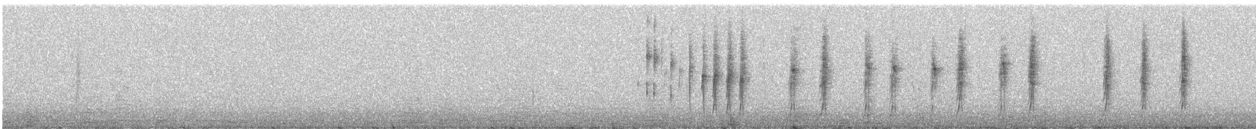 flekkbryststifthale (undescribed La Libertad form) - ML307648