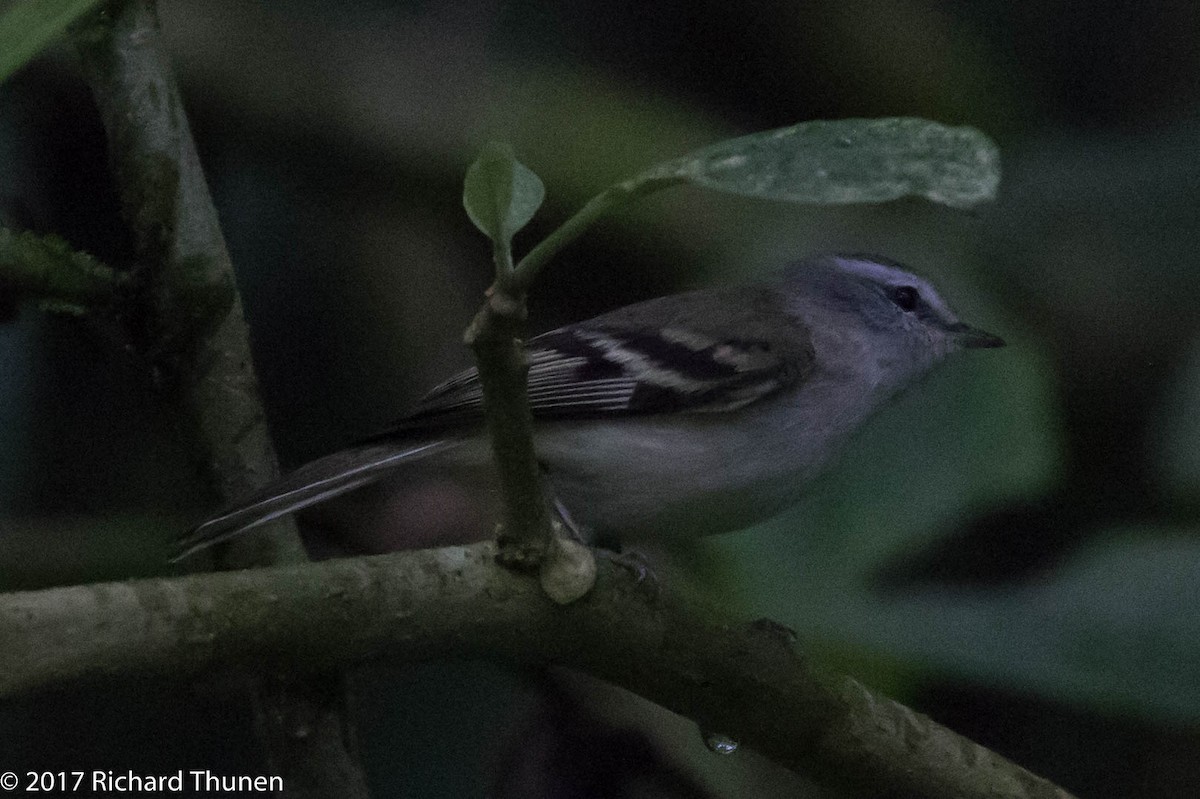 White-tailed Tyrannulet - ML307649471