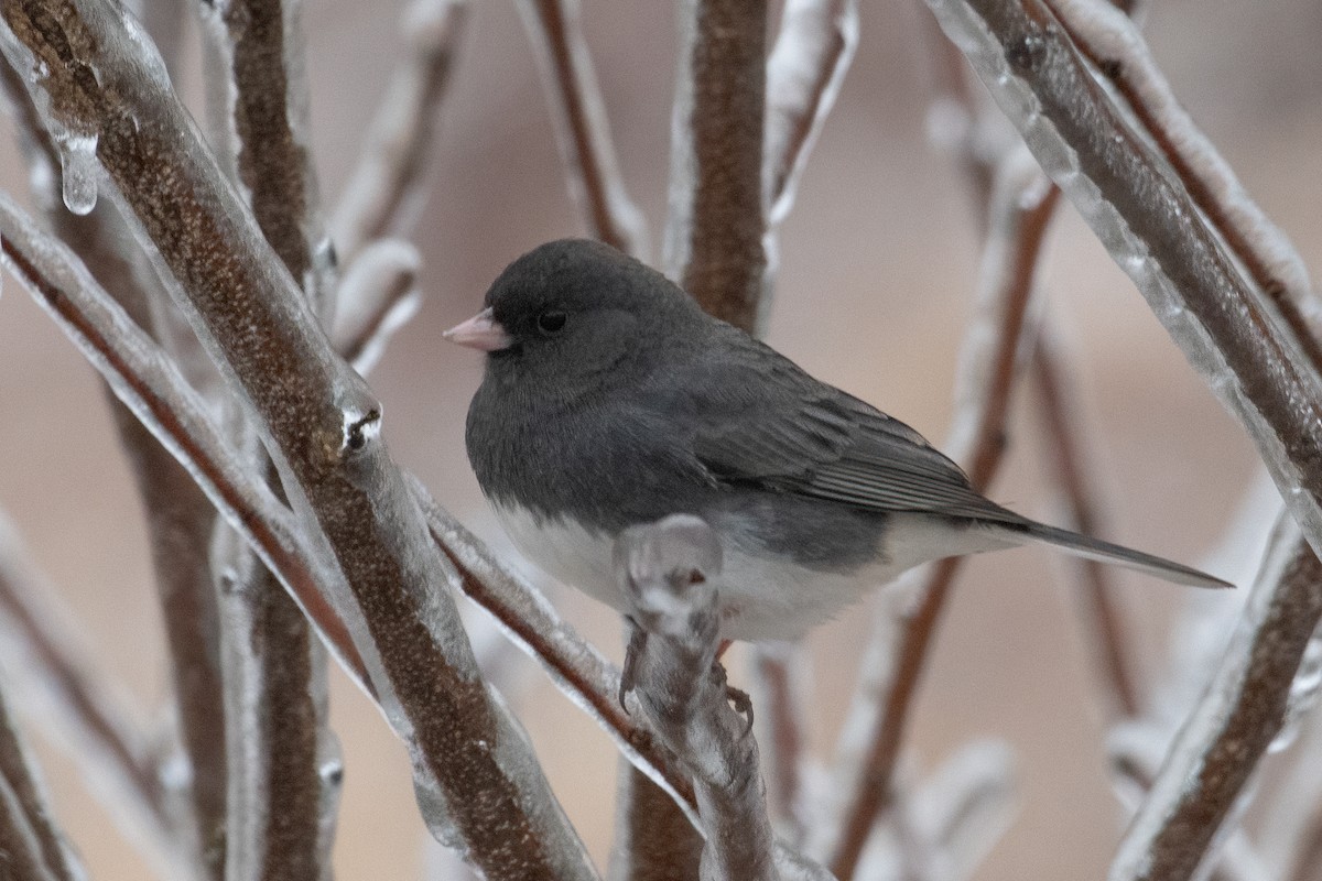 Dark-eyed Junco - ML307652341