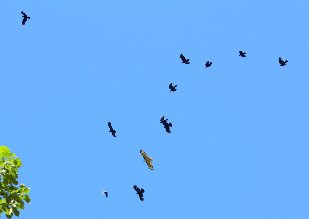 Red-tailed Hawk - ML30765241