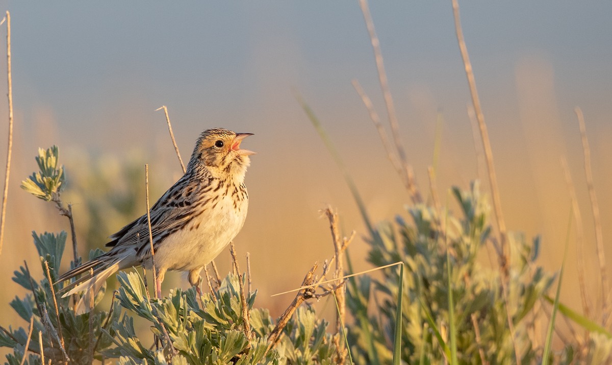 Baird's Sparrow - ML307652491