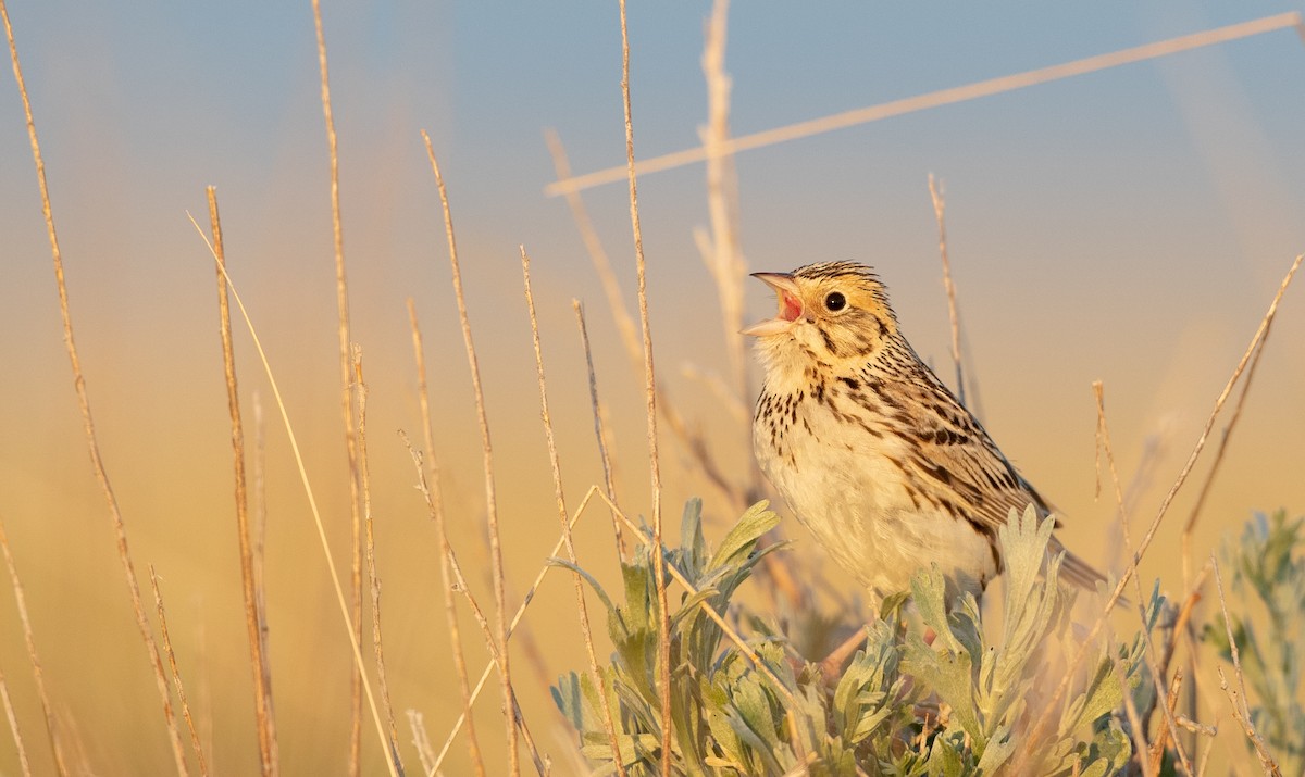 Baird's Sparrow - ML307652511