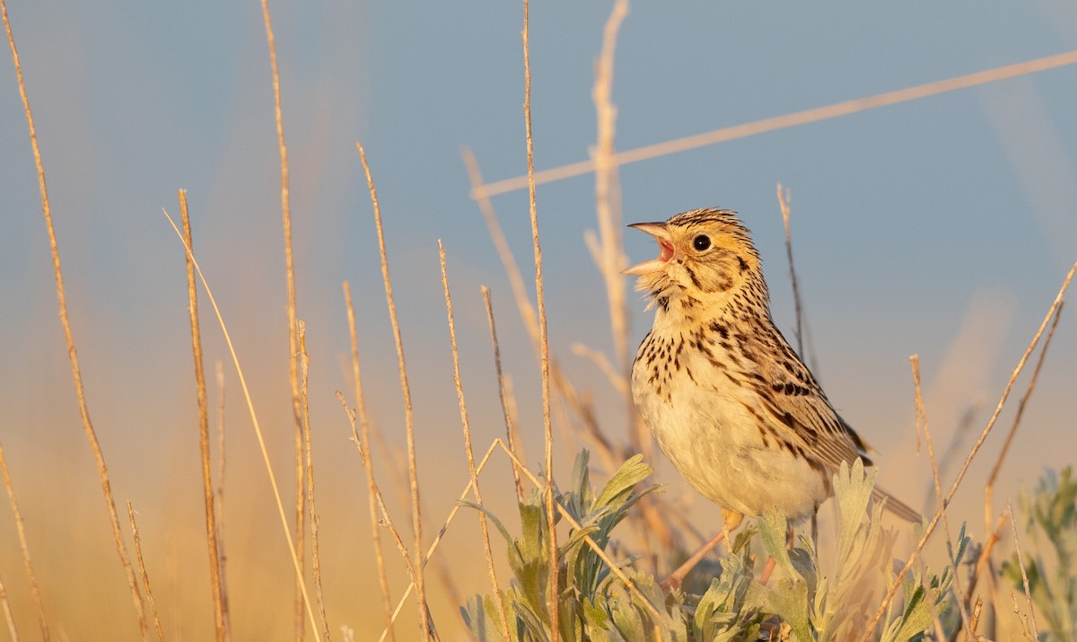 Baird's Sparrow - ML307652521