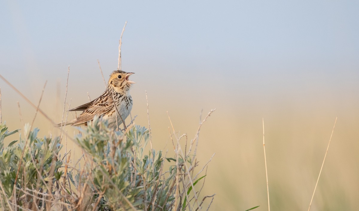 Baird's Sparrow - ML307652541