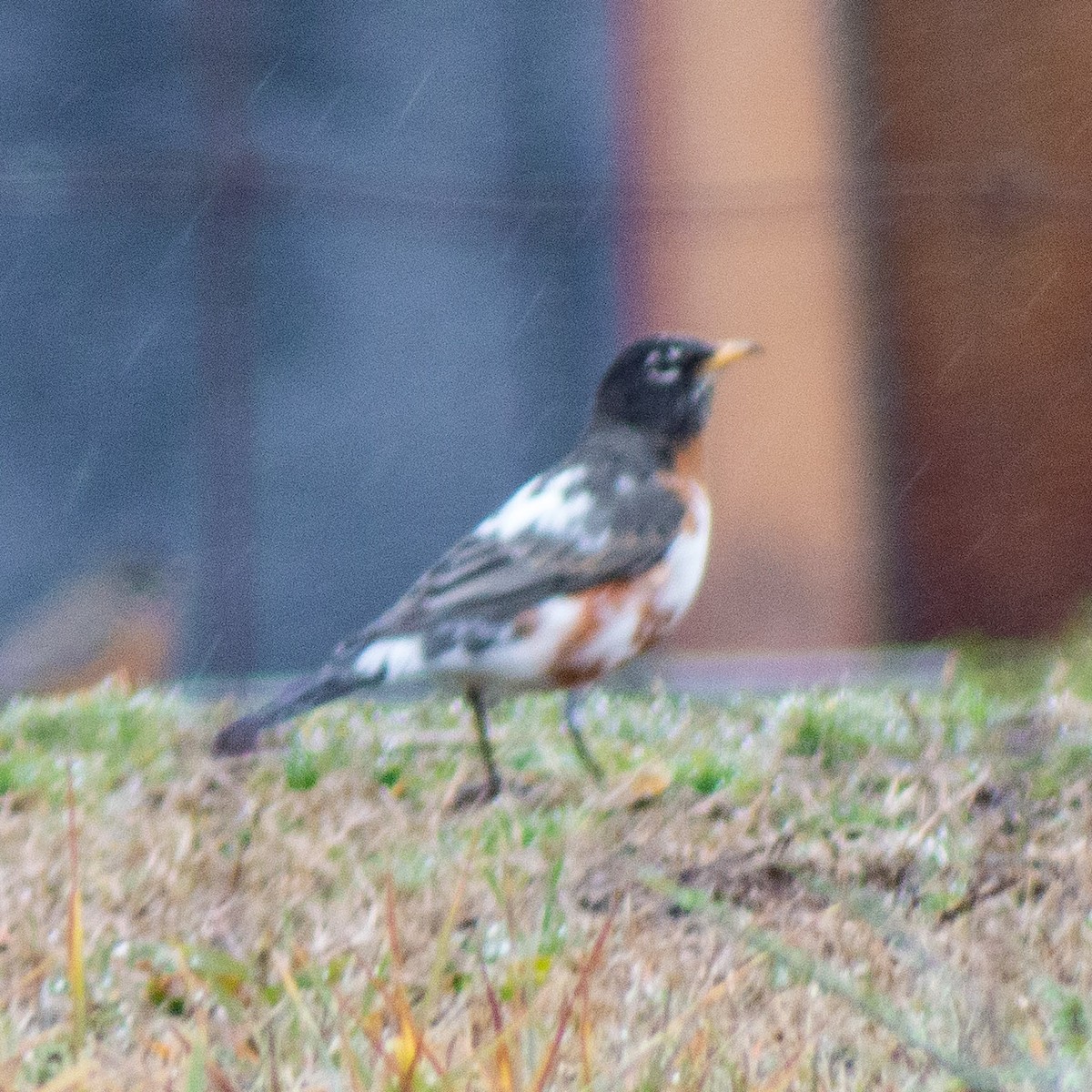 American Robin - ML307652731