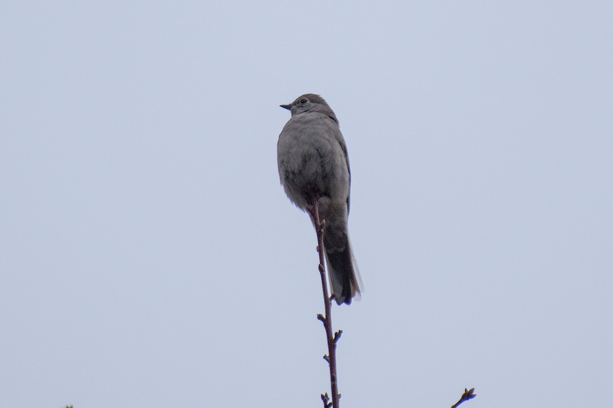 Townsend's Solitaire - ML307652751