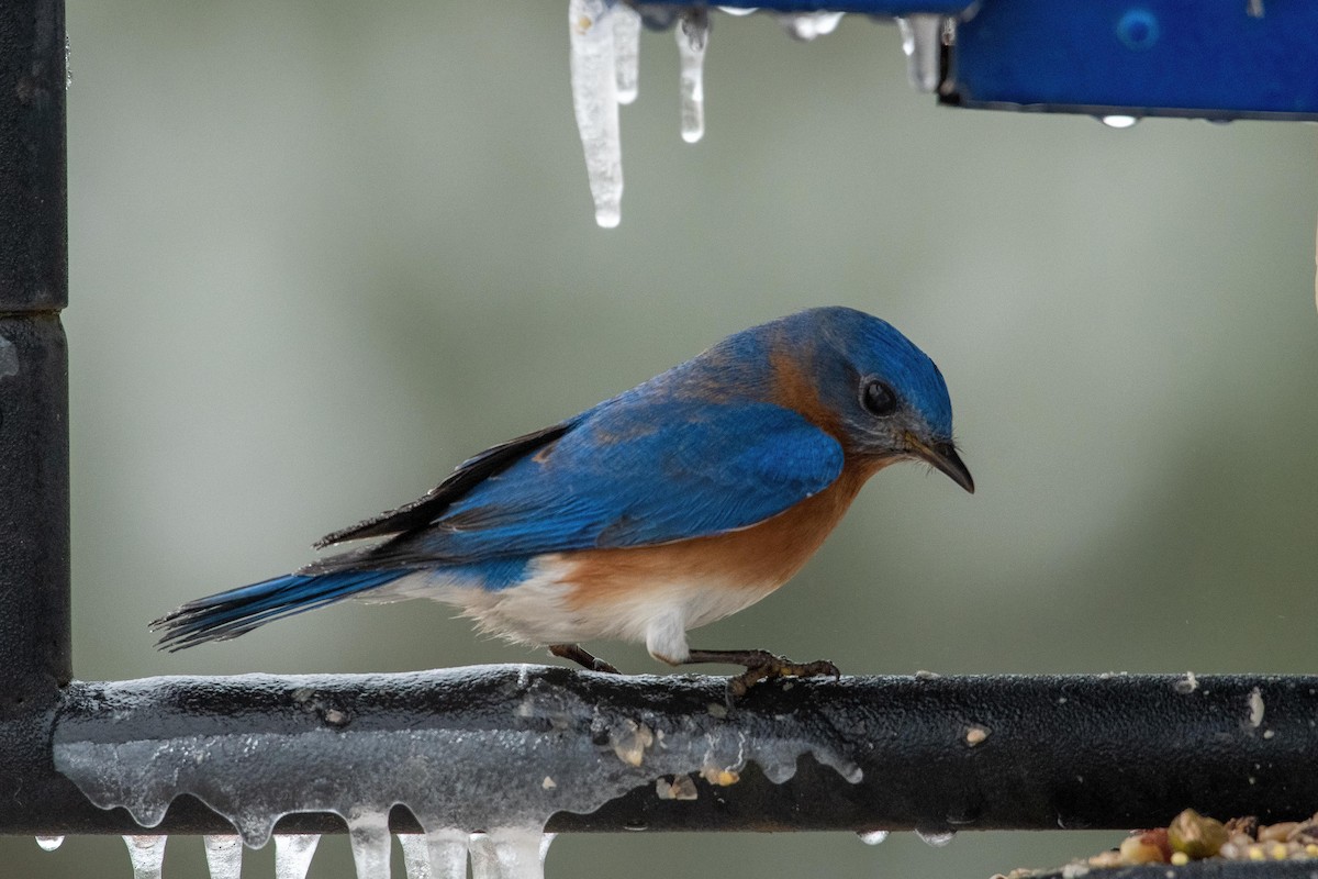 Eastern Bluebird - ML307652891