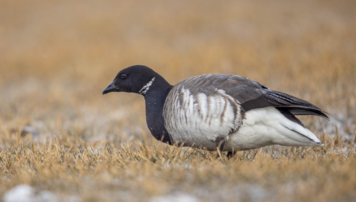 Barnacla Carinegra - ML307653151