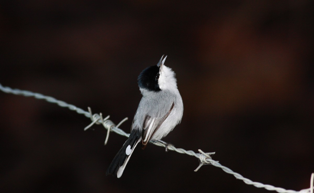 Perlita Tropical (plumbiceps/anteocularis) - ML30765321