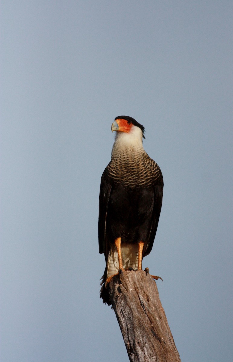 Crested Caracara (Northern) - ML30765421