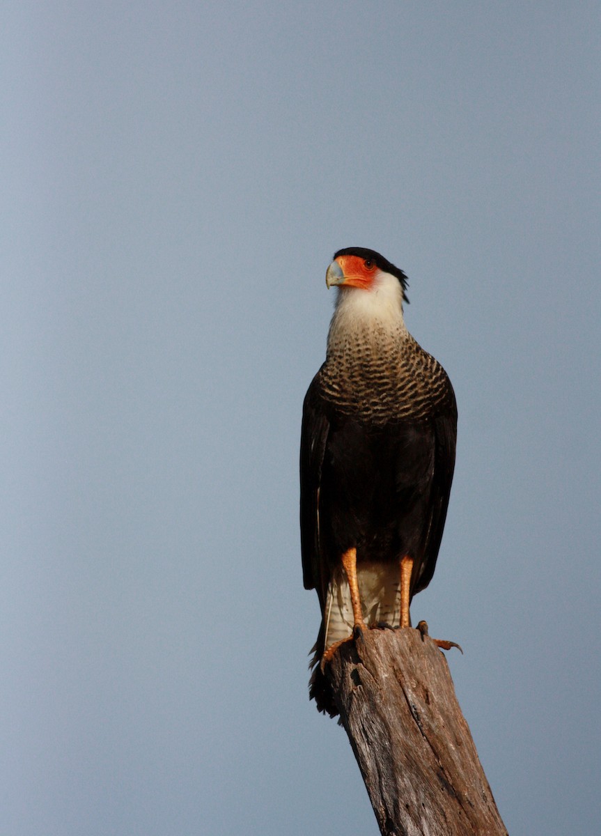 Caracara huppé (cheriway) - ML30765431