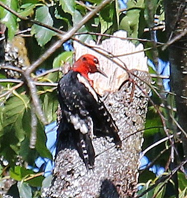 Red-breasted Sapsucker - Mike Fung