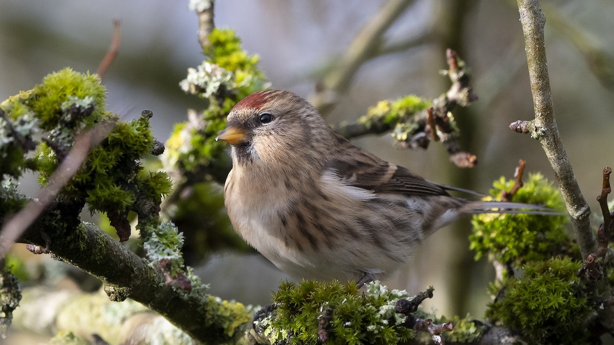 Redpoll (Lesser) - ML307655191
