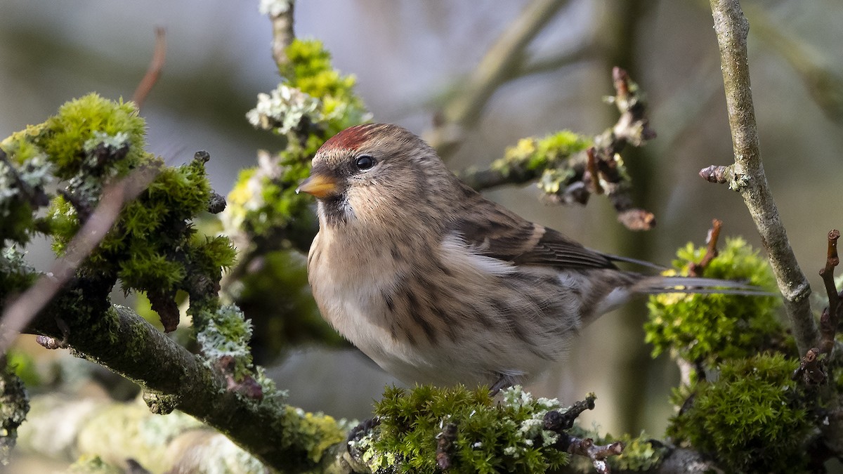 Lesser Redpoll - ML307655191