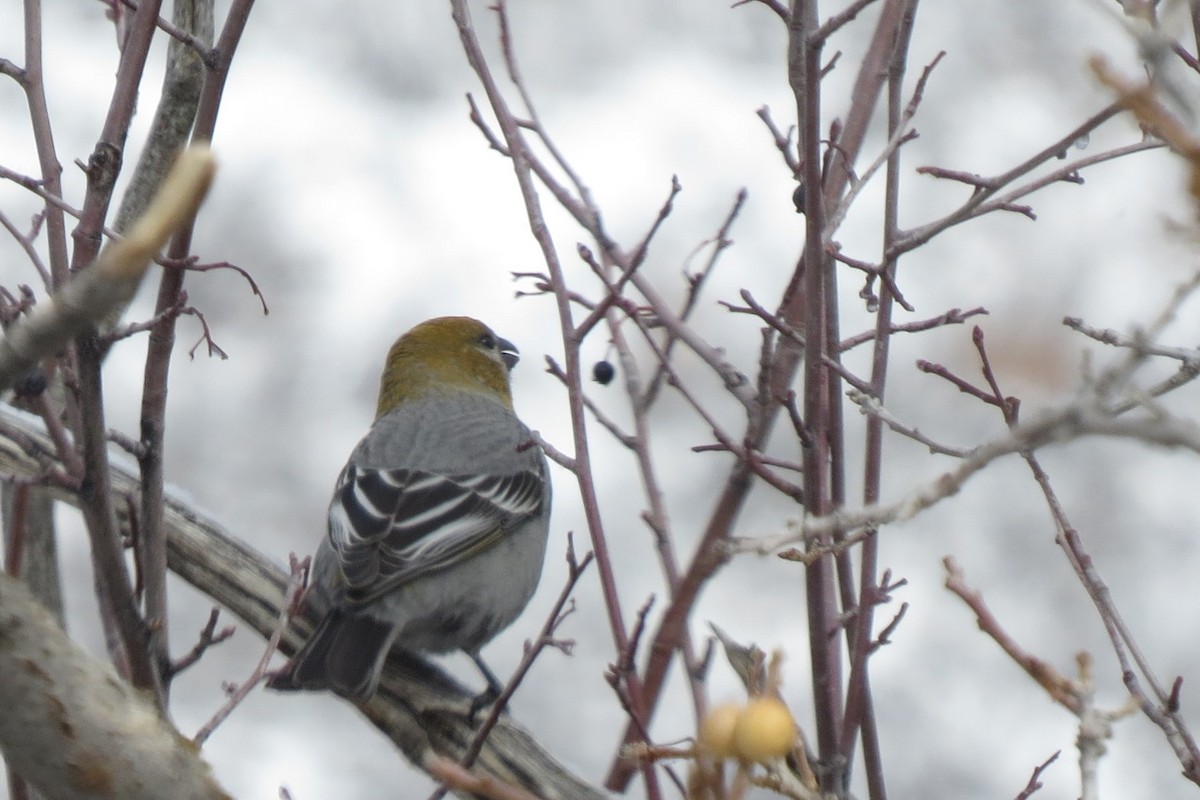 Pine Grosbeak - Sharyn Isom