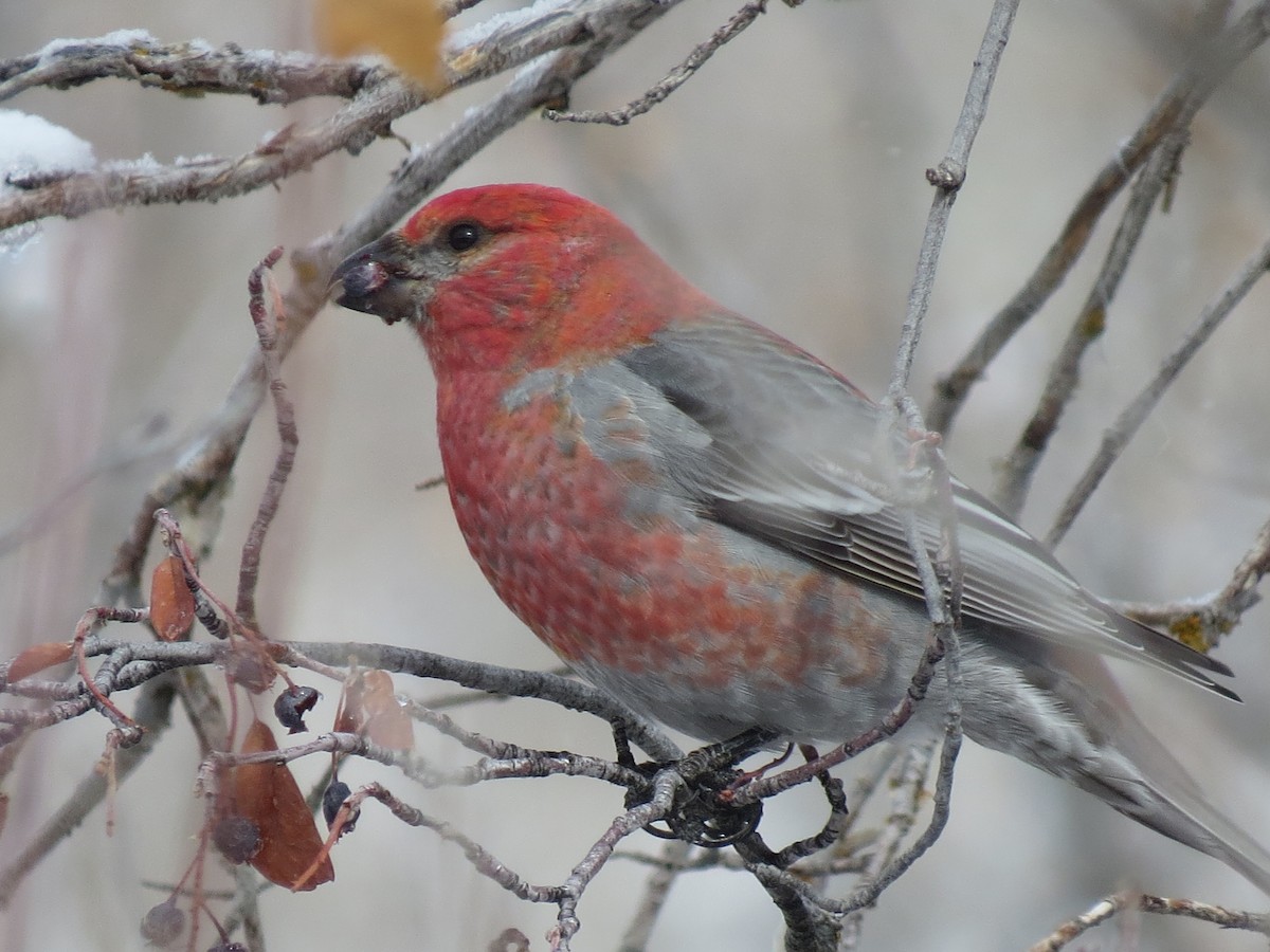 Pine Grosbeak - Sharyn Isom