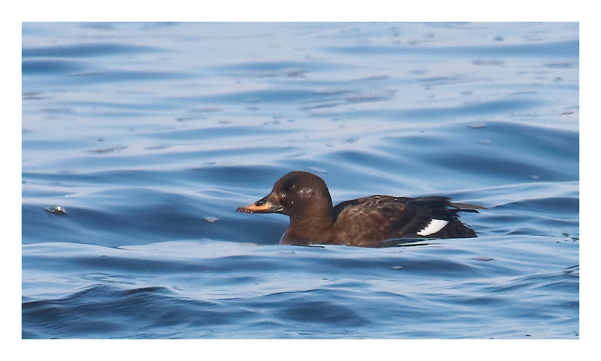 Velvet Scoter - A W