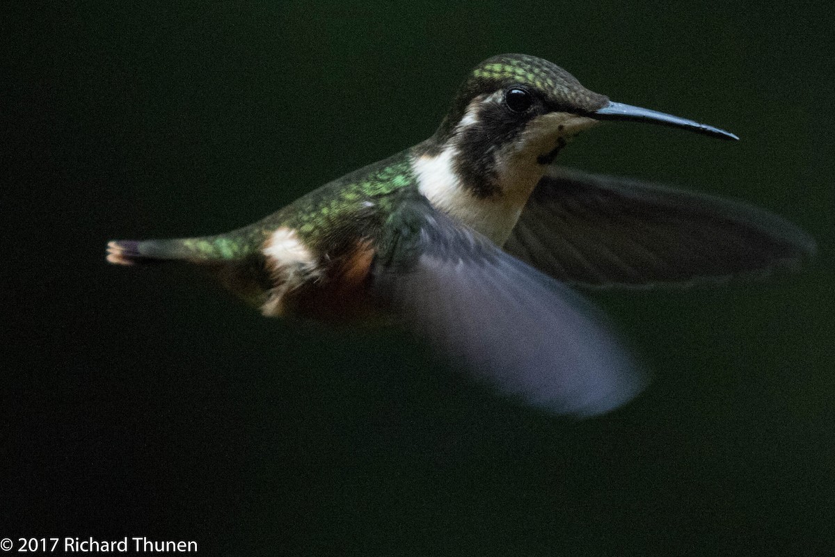 Colibrí de Mulsant - ML307660141