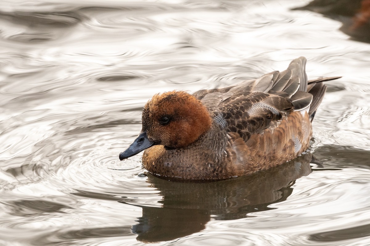 Eurasian Wigeon - ML307661841