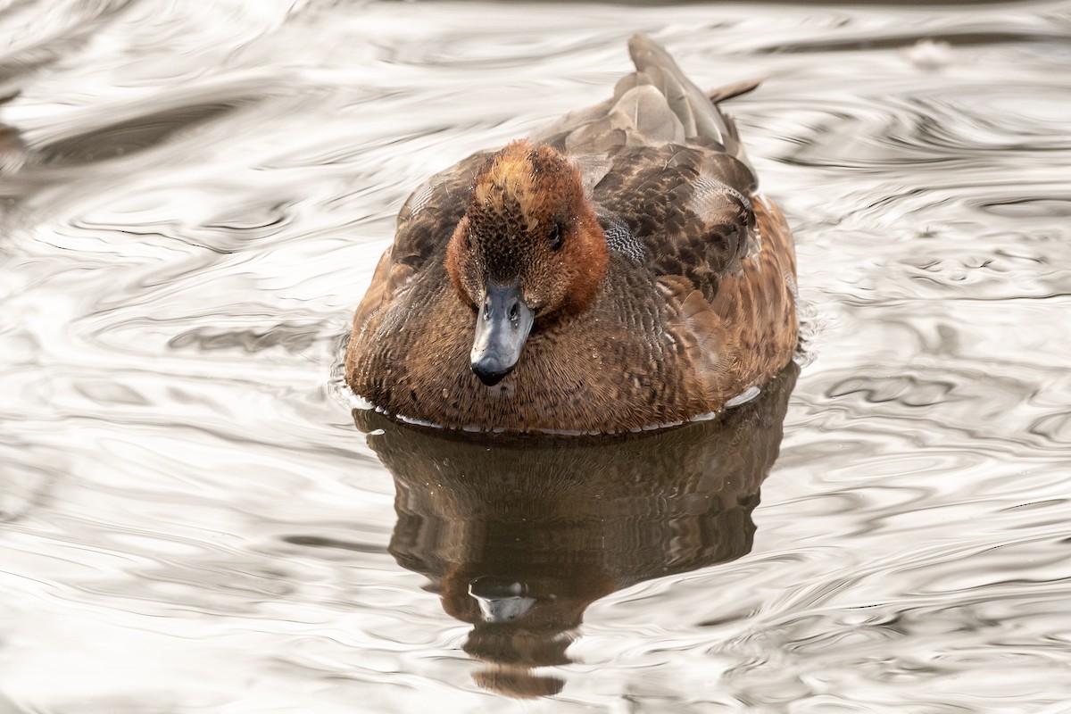 Eurasian Wigeon - ML307661981