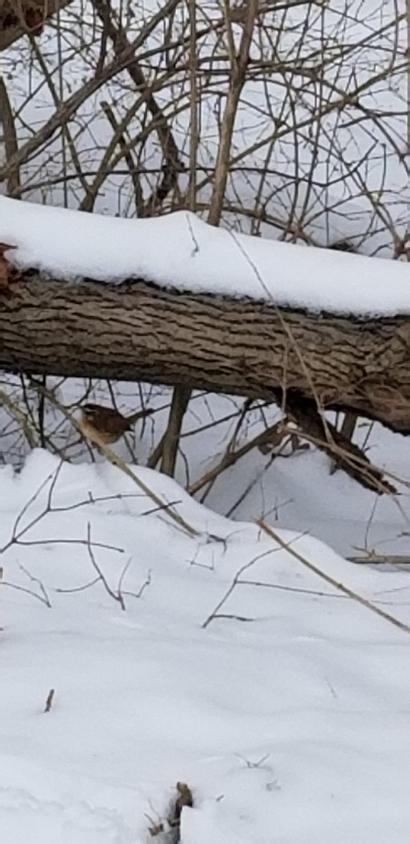 Carolina Wren - ML307663111