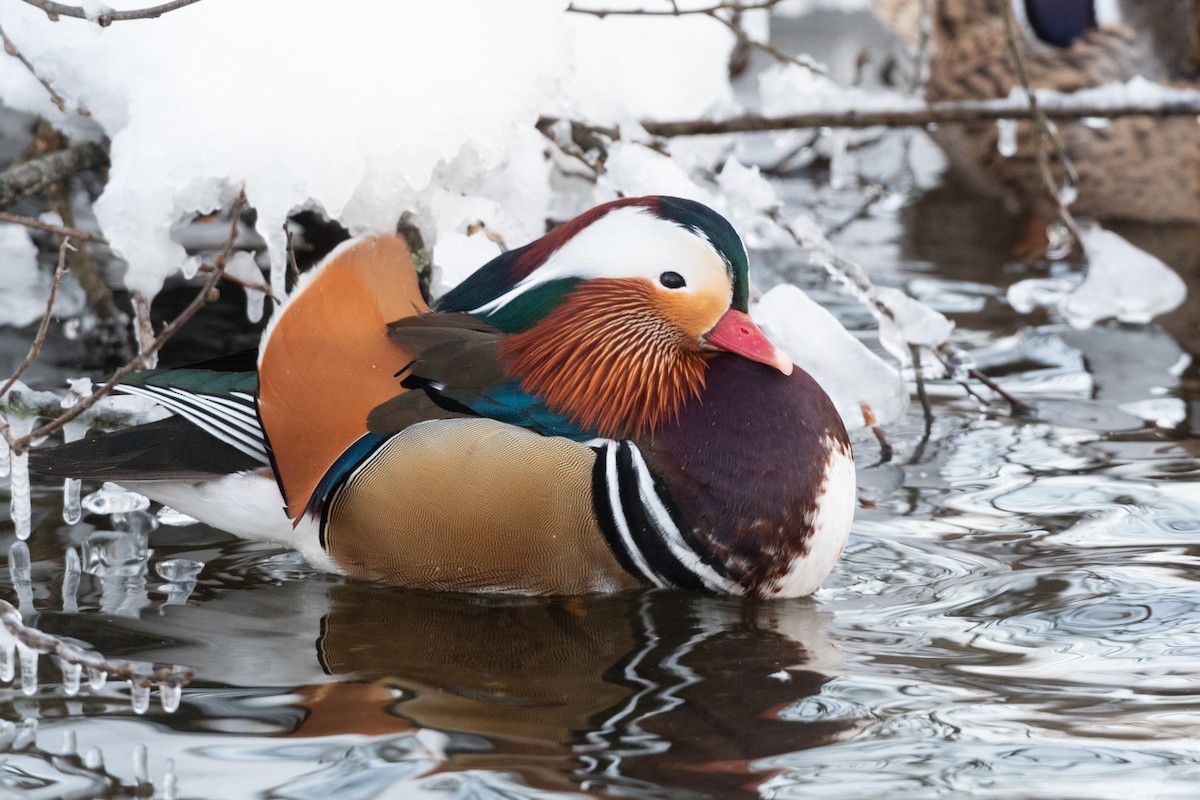 Mandarin Duck - Hans Norelius