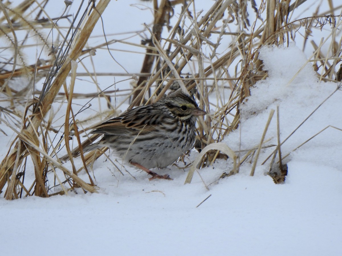 Savannah Sparrow - ML307663831