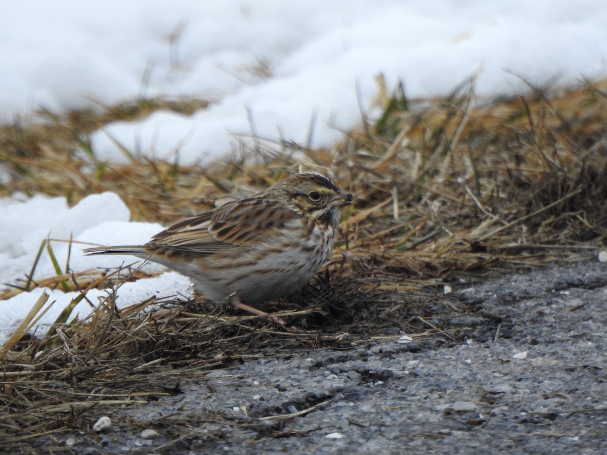 Savannah Sparrow - ML307664331