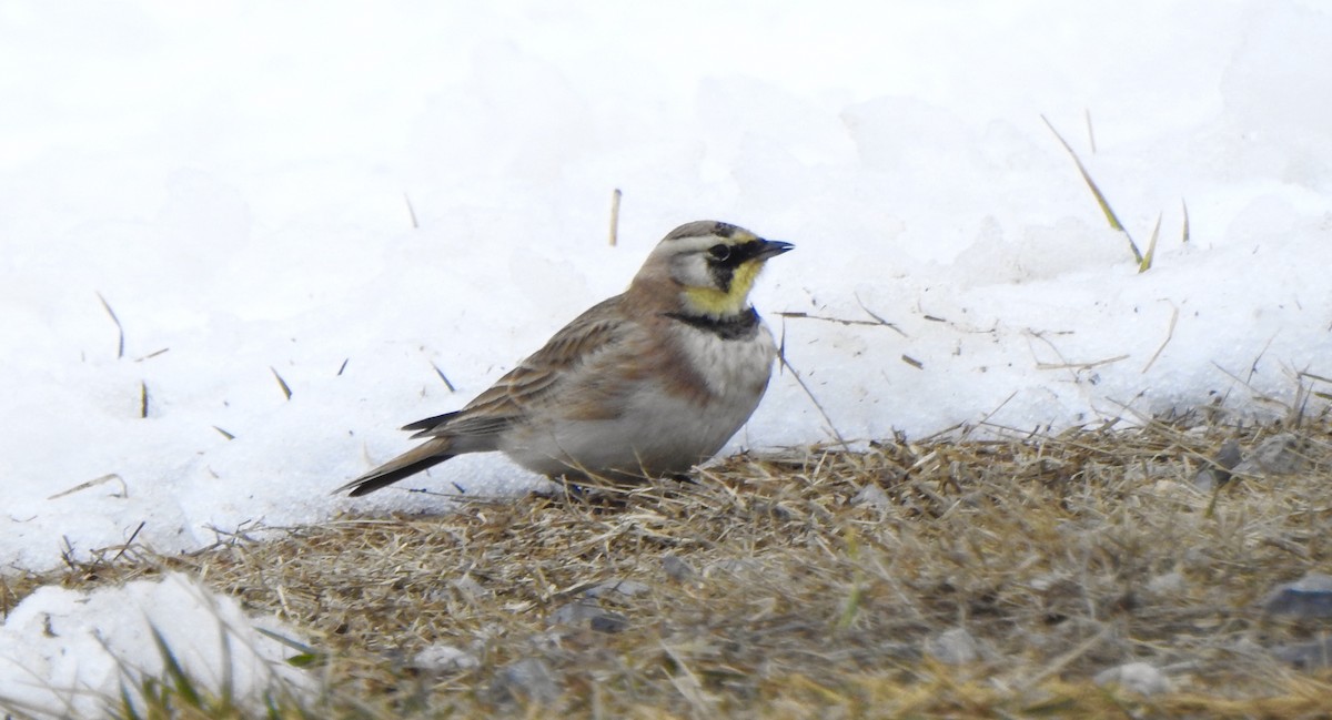 Horned Lark - ML307664421