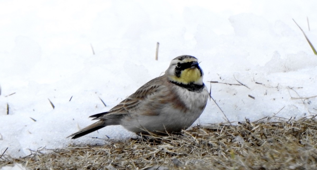 Horned Lark - ML307664581