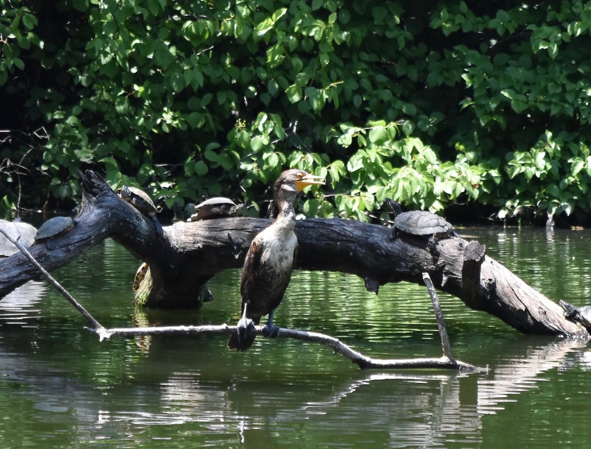 Double-crested Cormorant - ML30766501