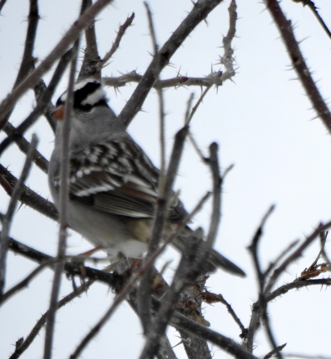 White-crowned Sparrow - ML307665631