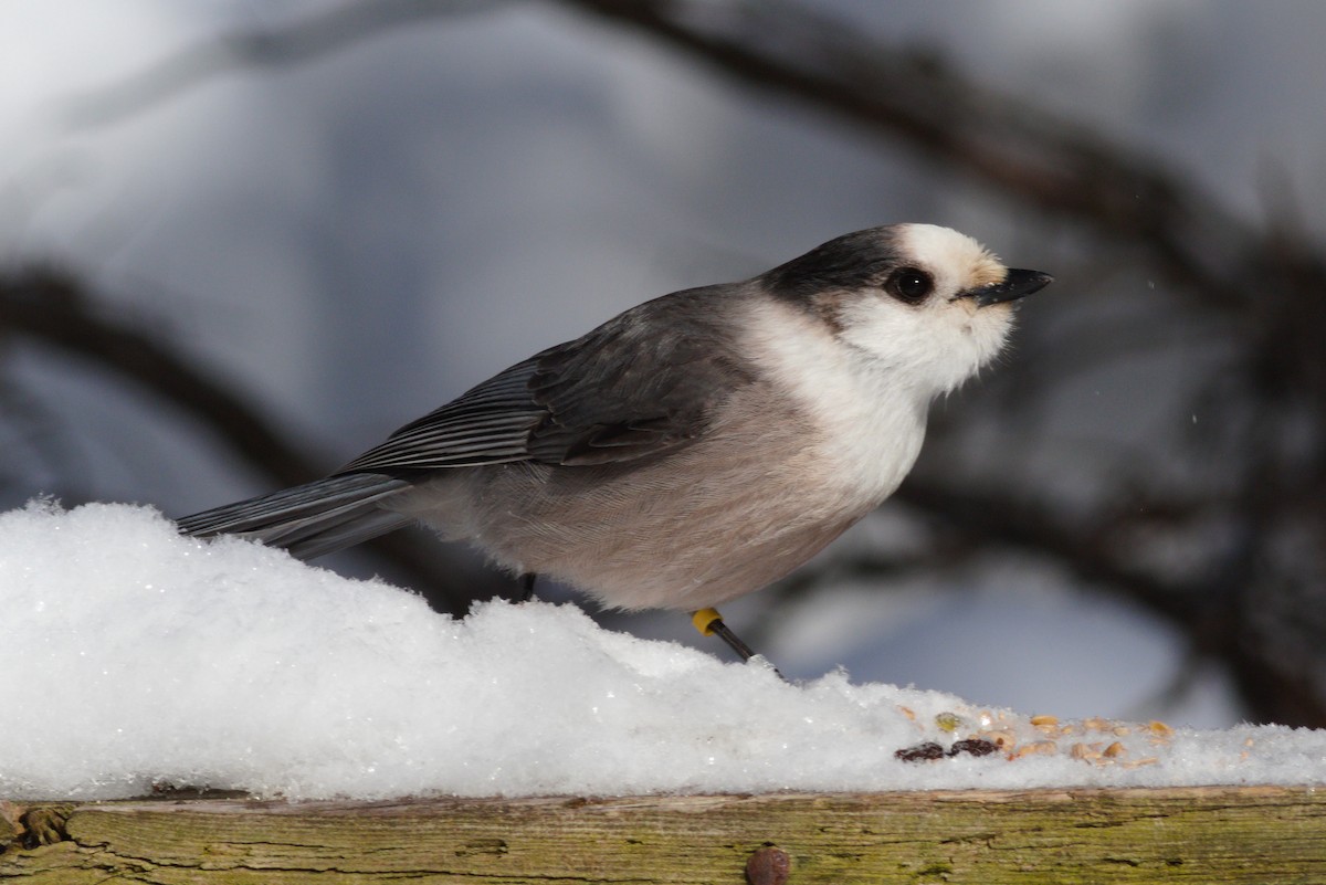 Canada Jay - ML307665811