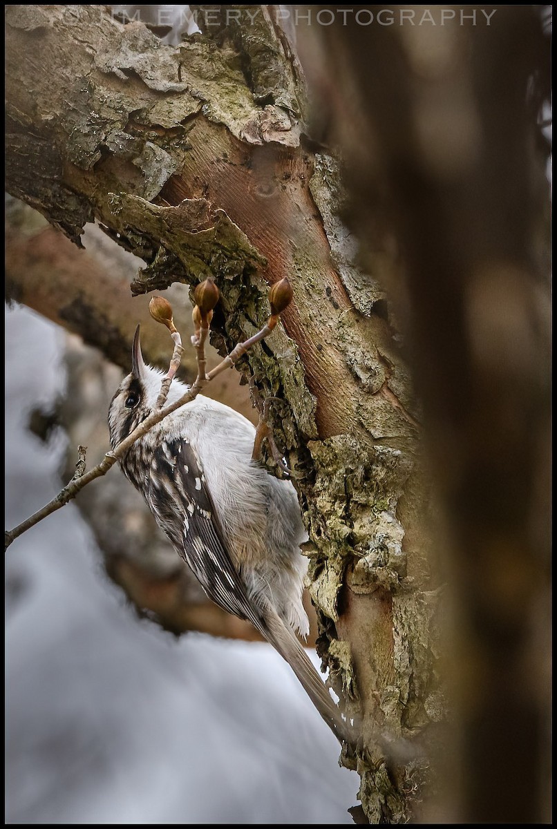 Brown Creeper - ML307665861