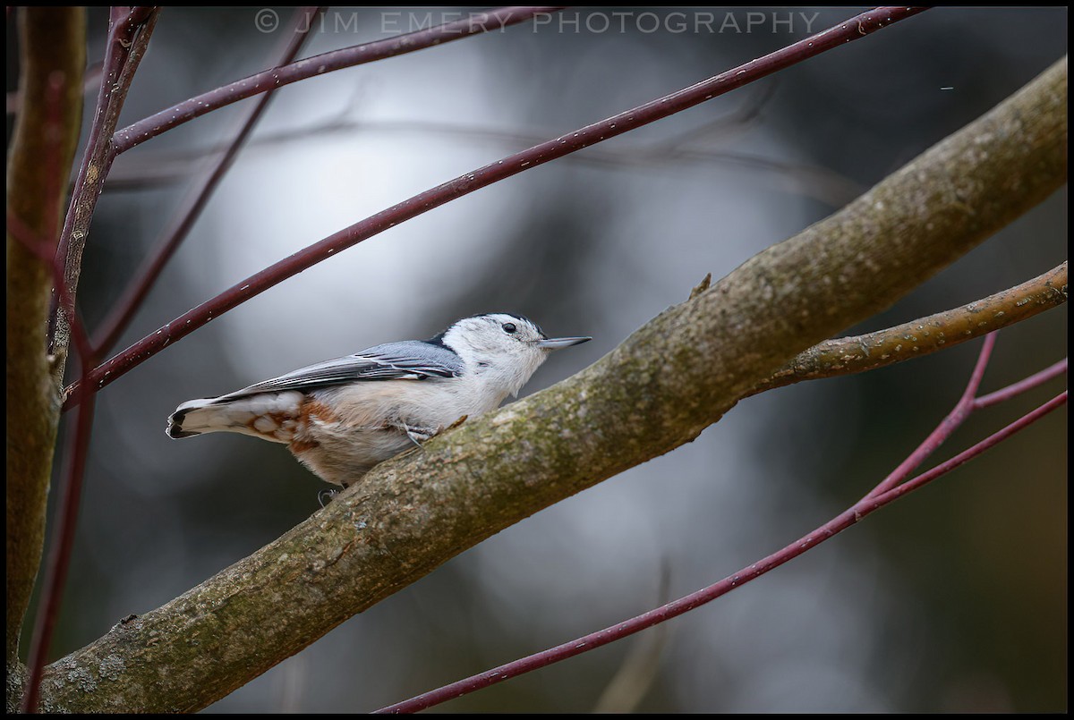 White-breasted Nuthatch - ML307665991