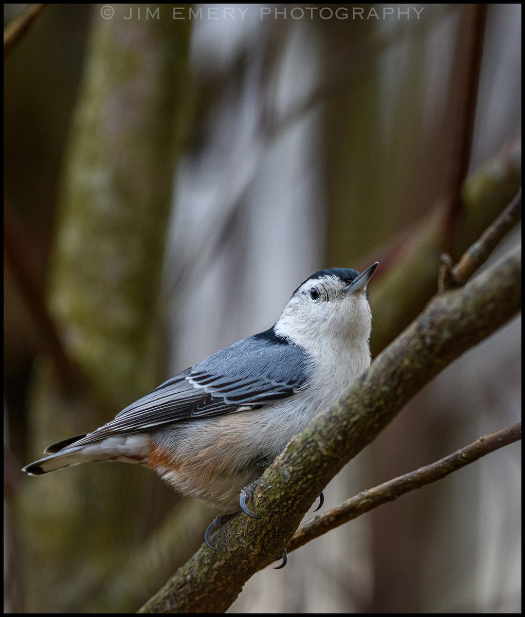 White-breasted Nuthatch - Jim Emery